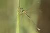 Lestes barbarus
